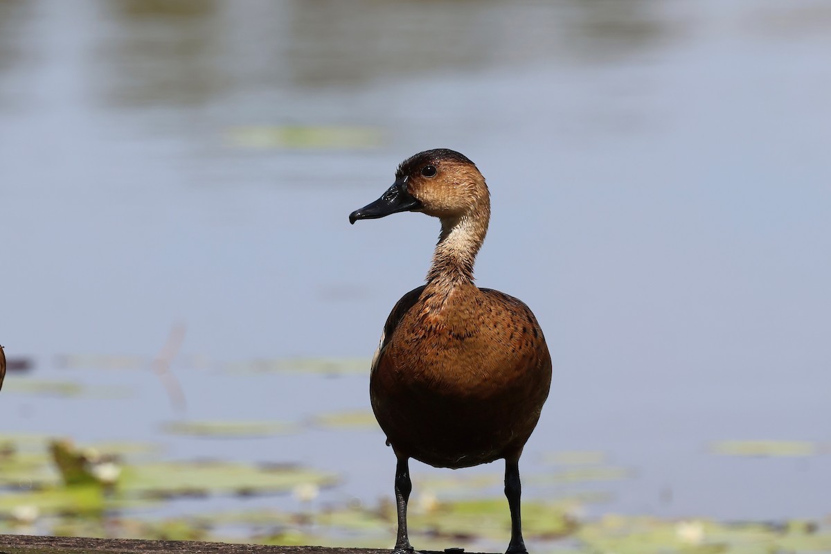 Wandering Whistling-Duck - ML644540560