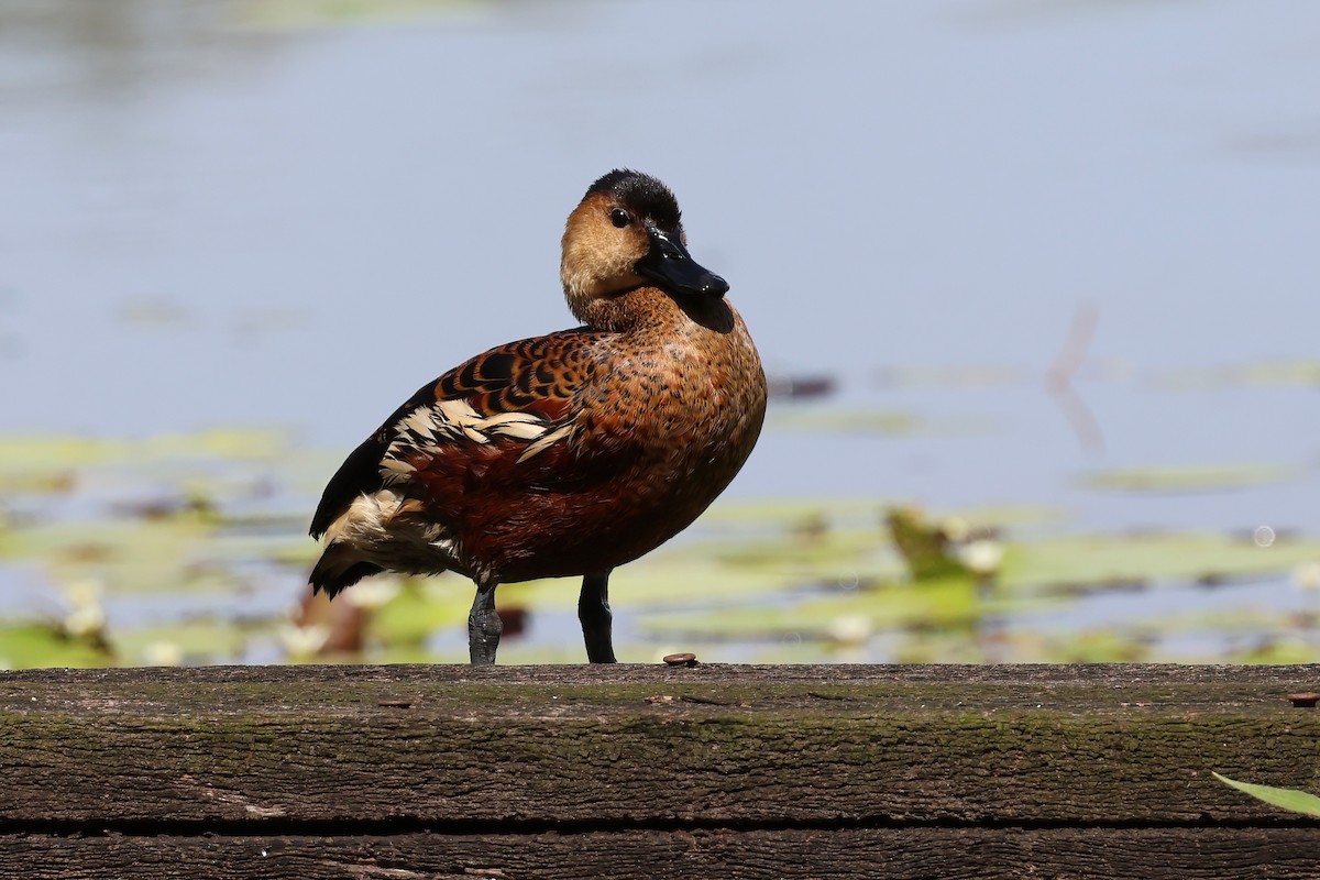 Wandering Whistling-Duck - ML644540561