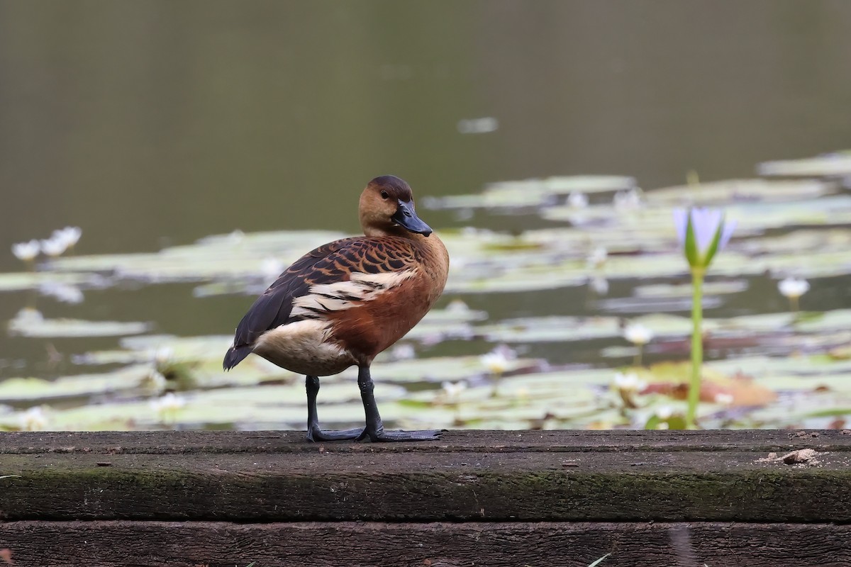 Wandering Whistling-Duck - ML644540562