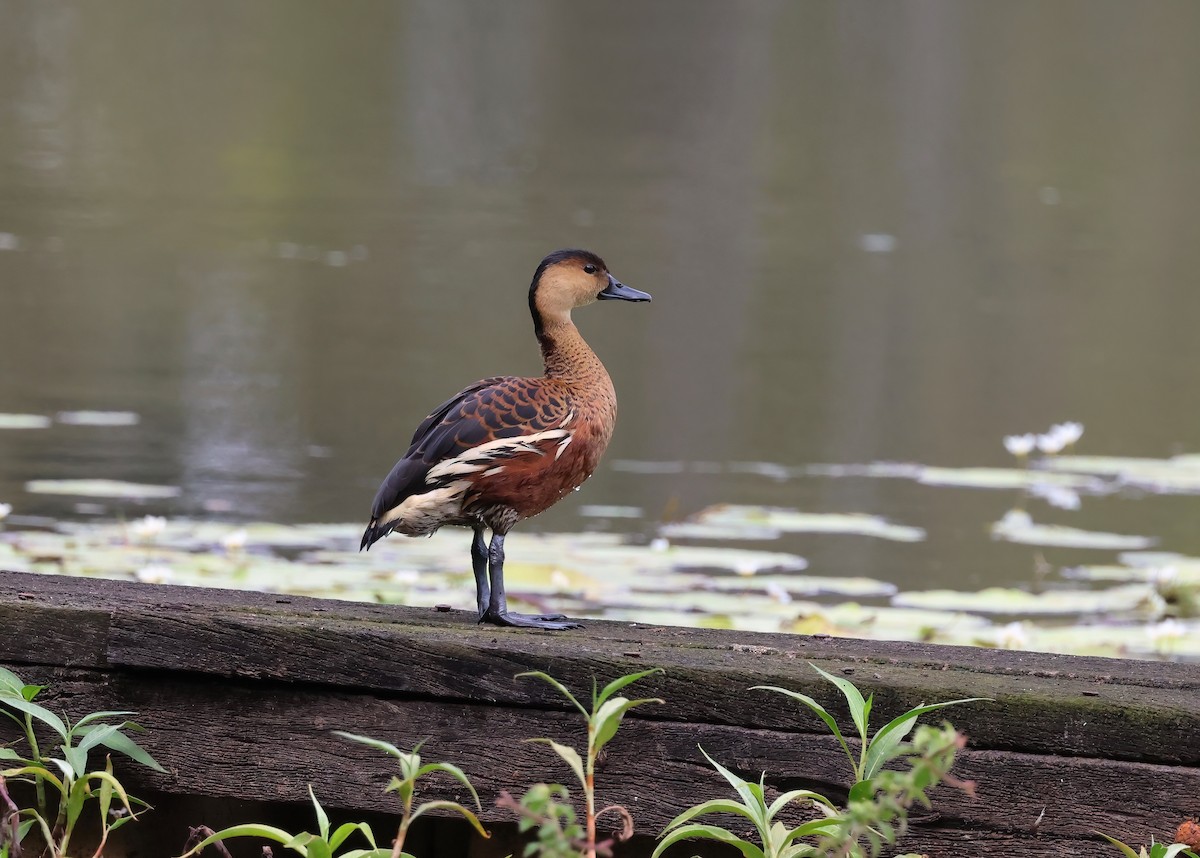 Wandering Whistling-Duck - ML644540563
