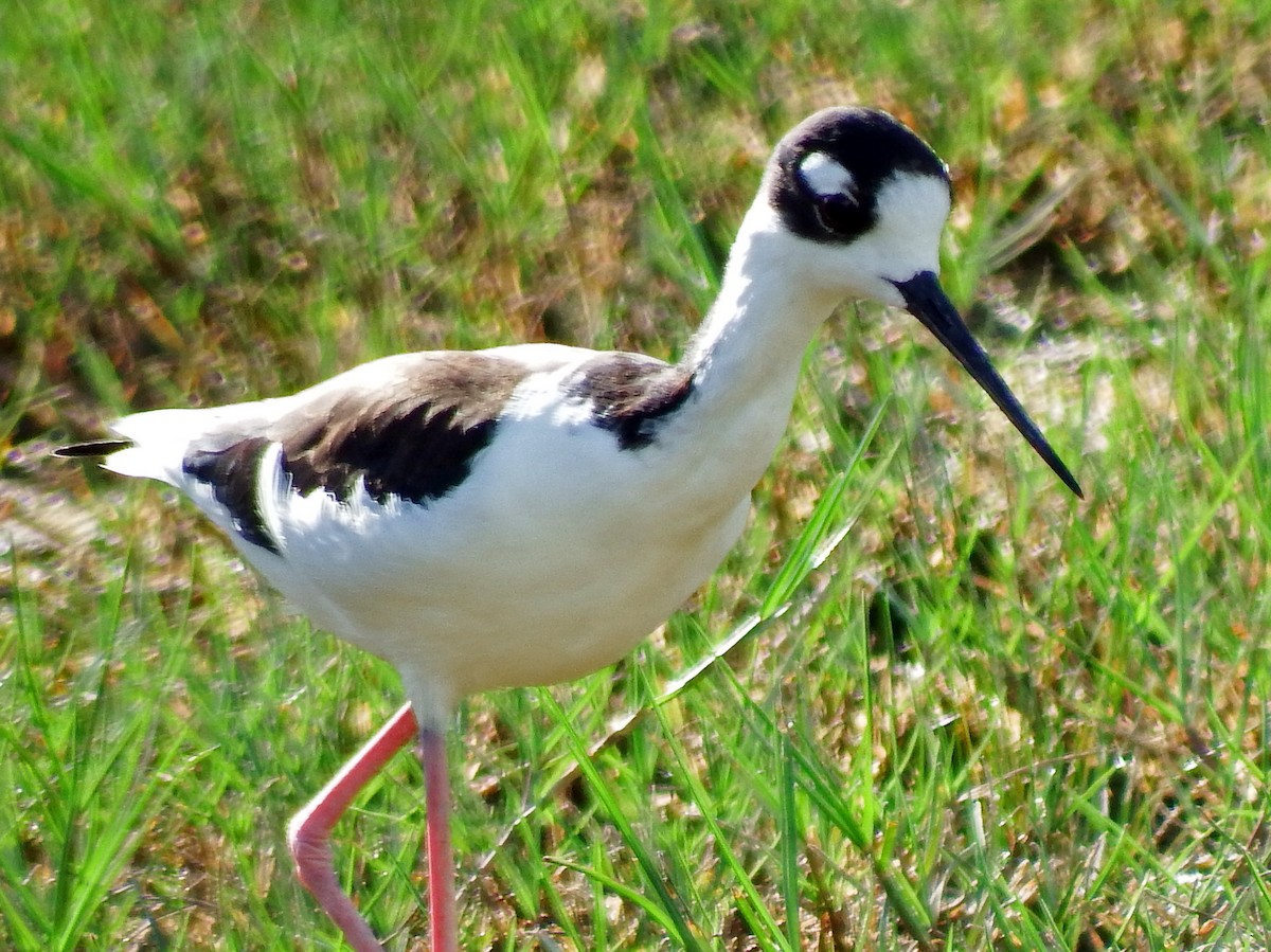 Échasse d'Amérique - ML644540564