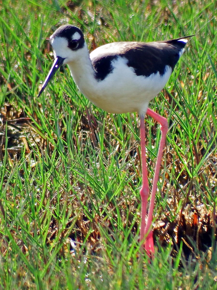 Échasse d'Amérique - ML644540565