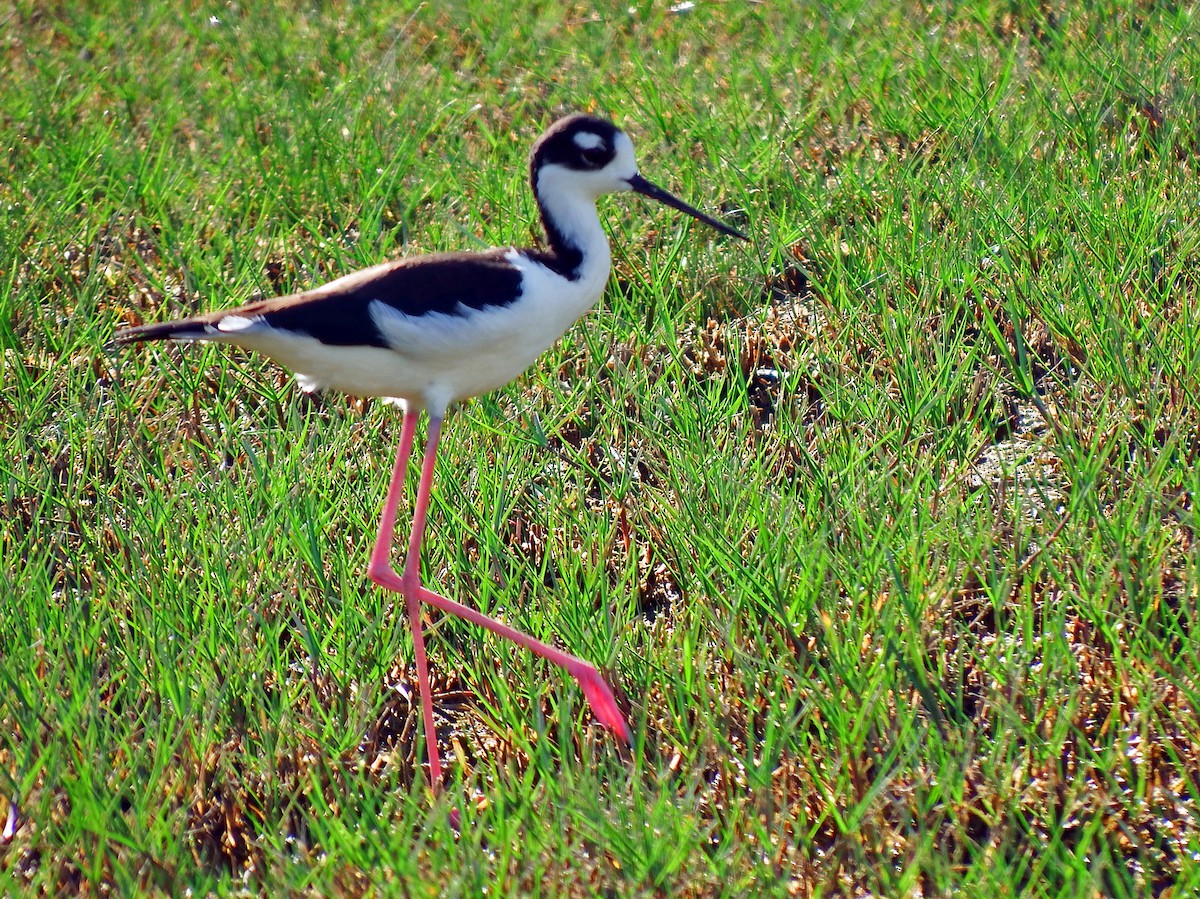 Échasse d'Amérique - ML644540566
