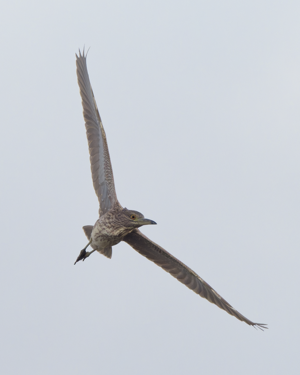 Black-crowned Night Heron - ML644540574