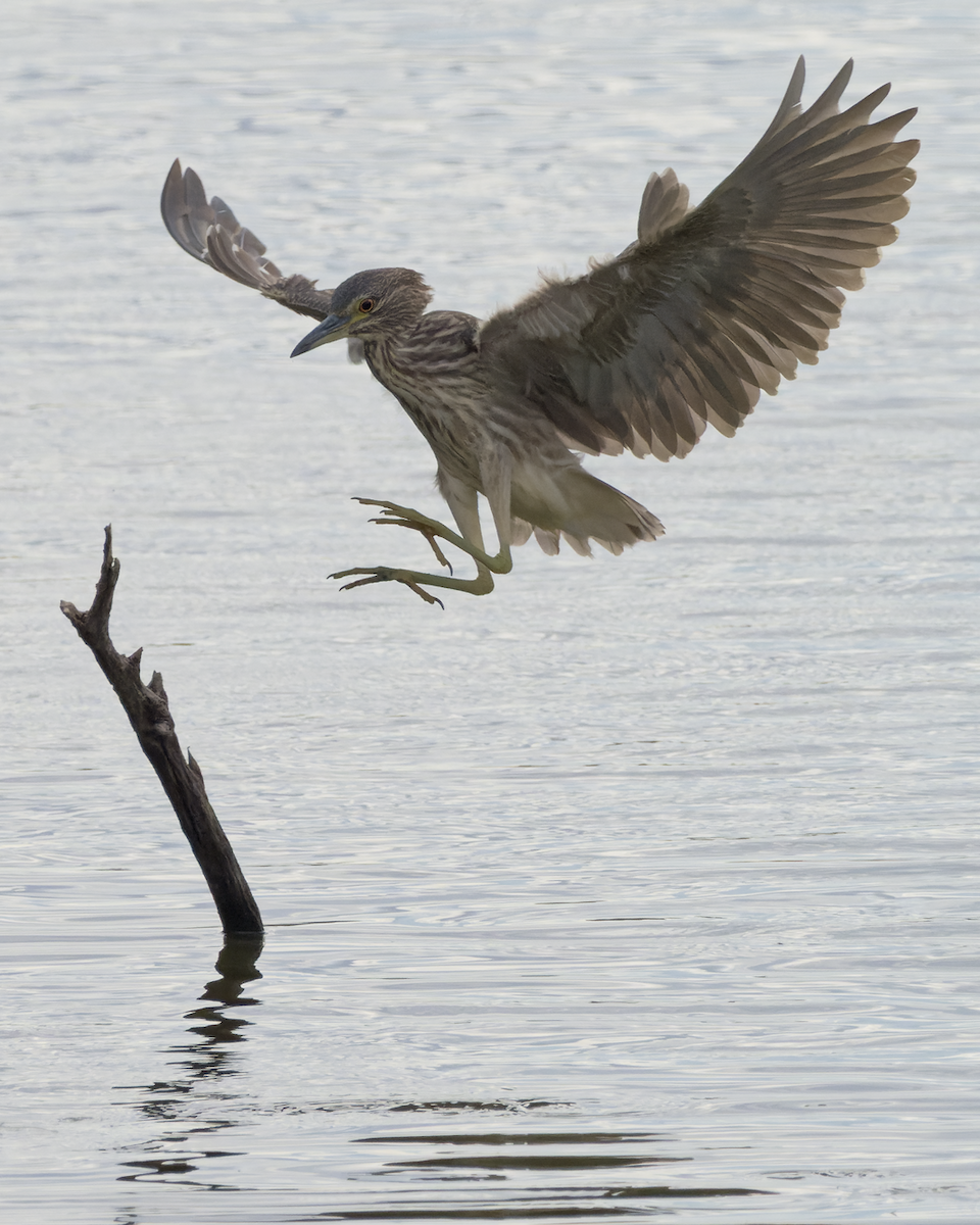 Black-crowned Night Heron - ML644540575