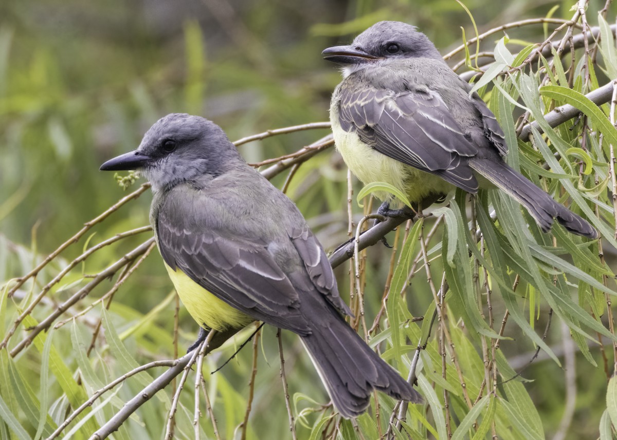 Tropical Kingbird - ML644540577