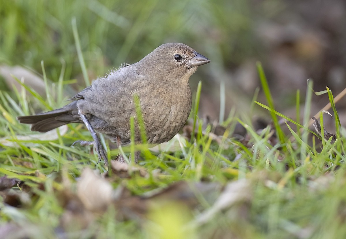 Brown-headed Cowbird - ML644540580