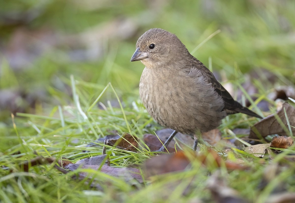 Brown-headed Cowbird - ML644540581
