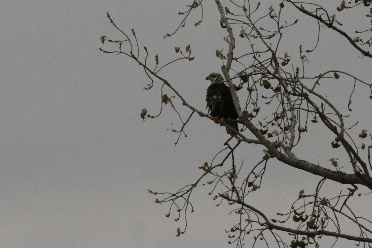 Белоголовый орлан - ML644540593