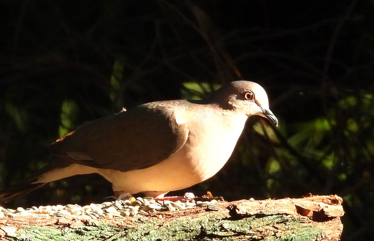 White-tipped Dove - ML644540594