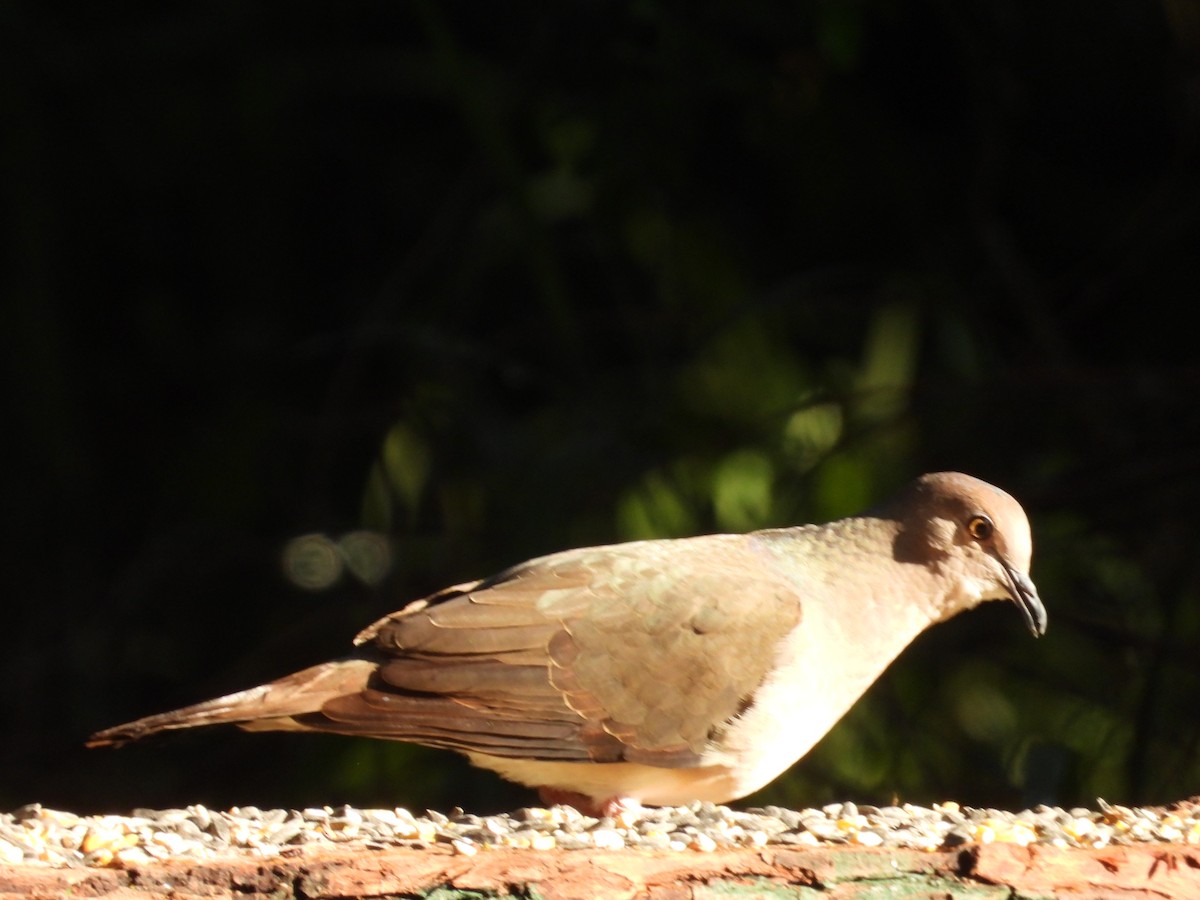 White-tipped Dove - ML644540595