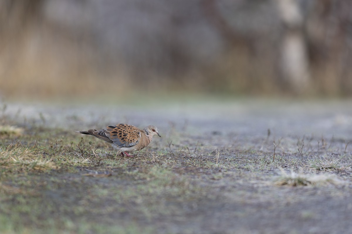 European Turtle-Dove - ML644540600