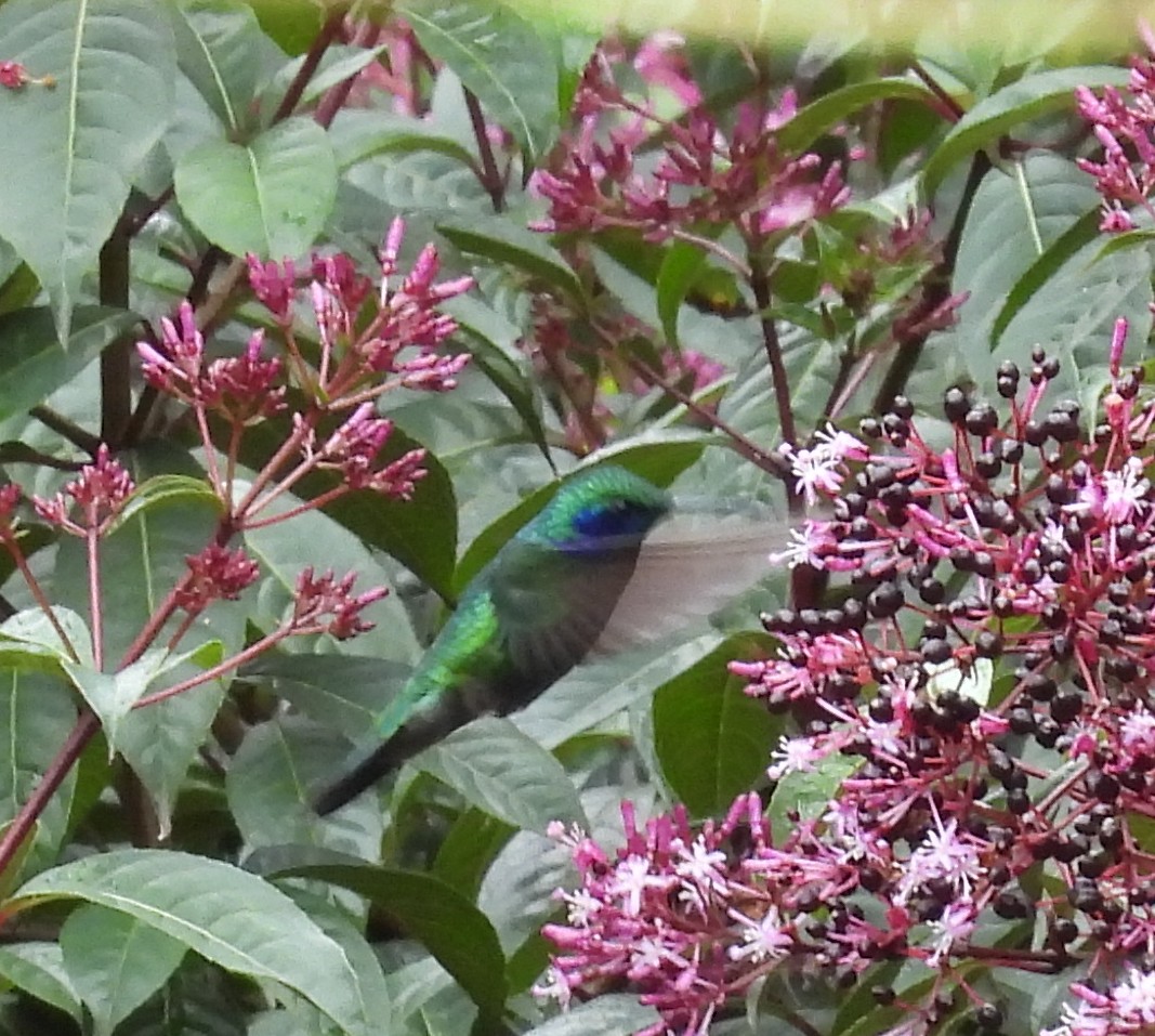 Lesser Violetear - ML644540606