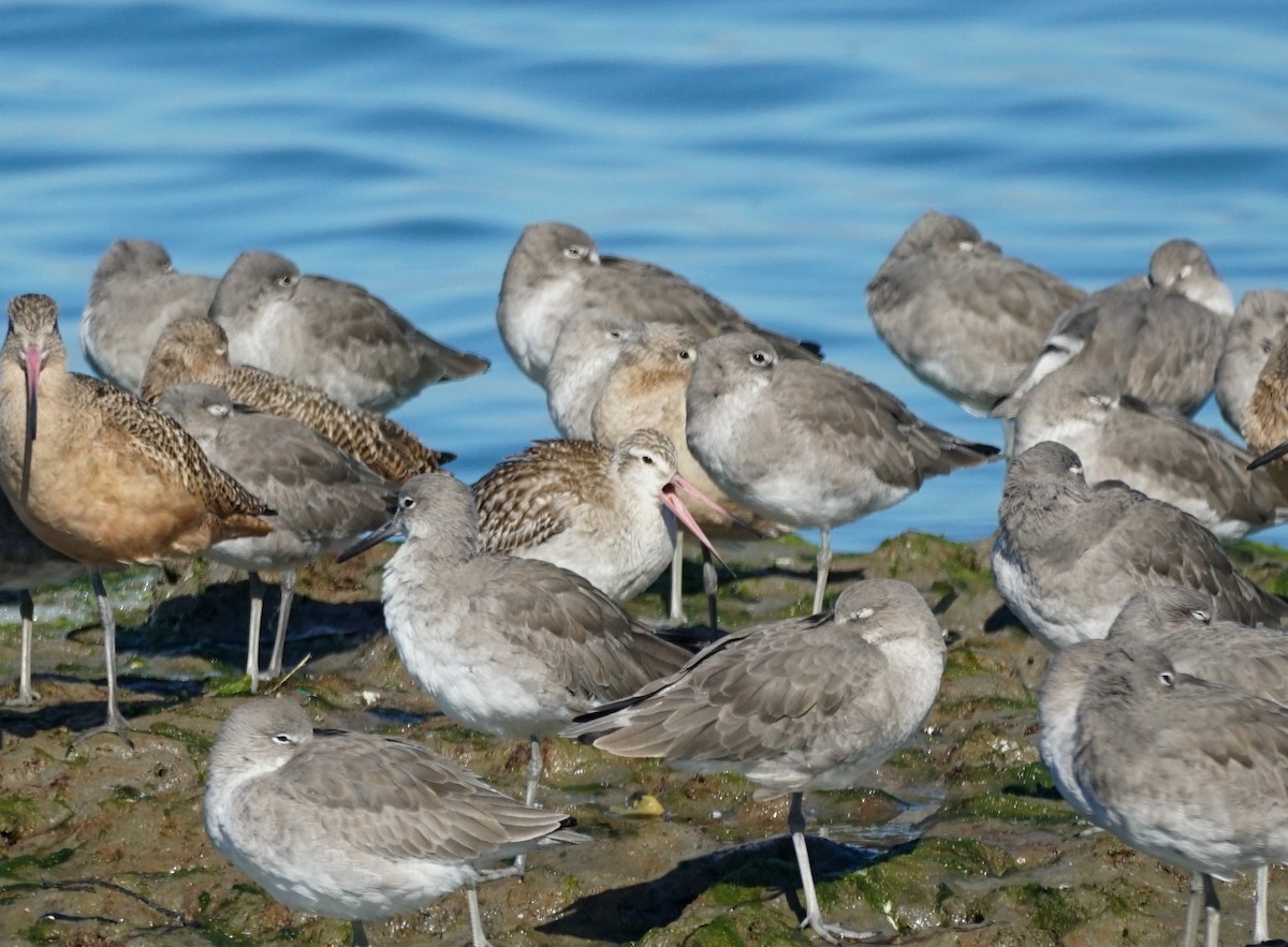 Bar-tailed Godwit - ML644540609