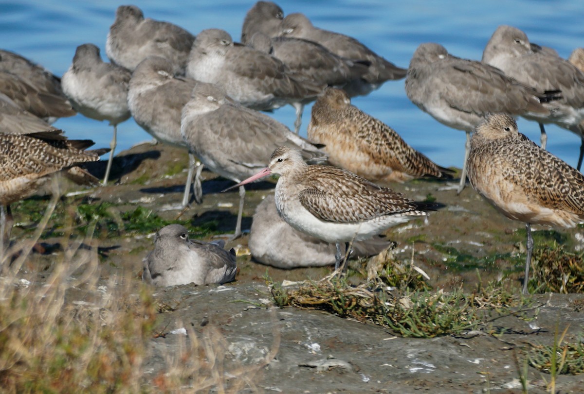 Bar-tailed Godwit - ML644540610