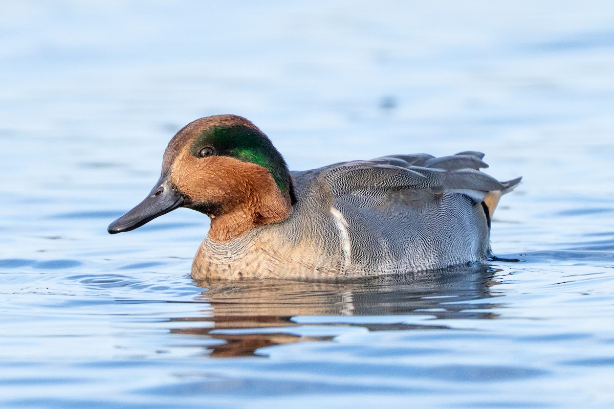 Green-winged Teal (American) - ML644540611