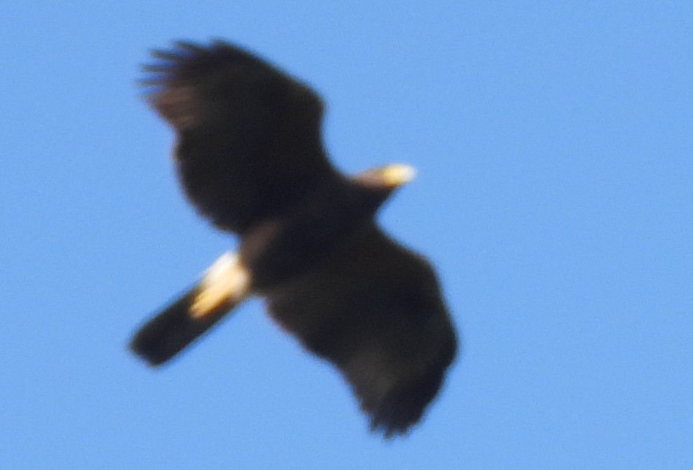 Harris's Hawk - ML644540613