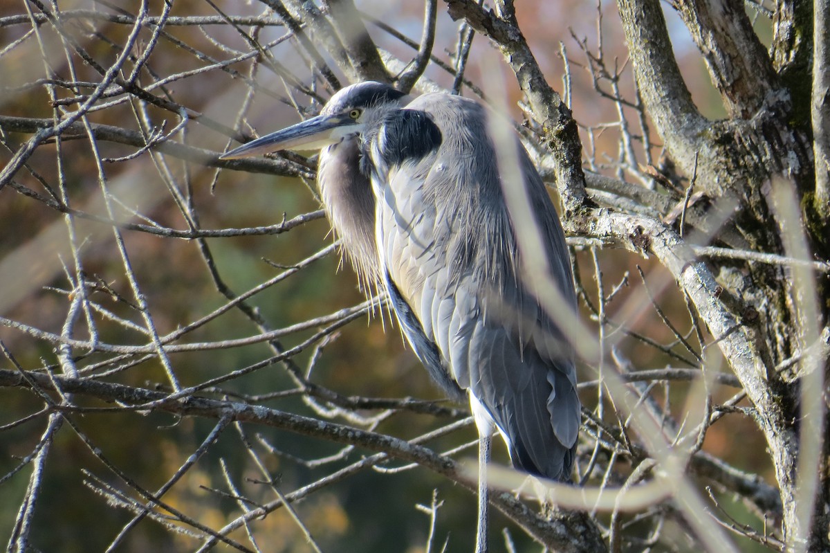 Great Blue Heron - ML644540614