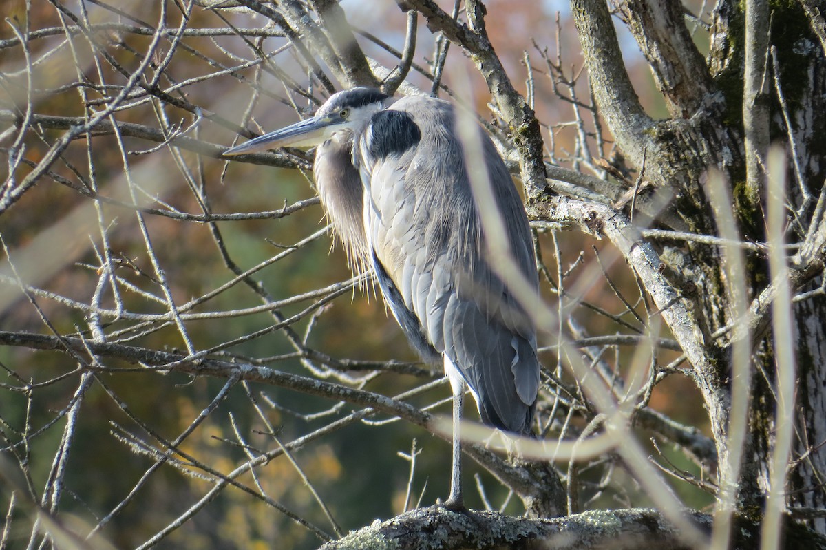 Great Blue Heron - ML644540615