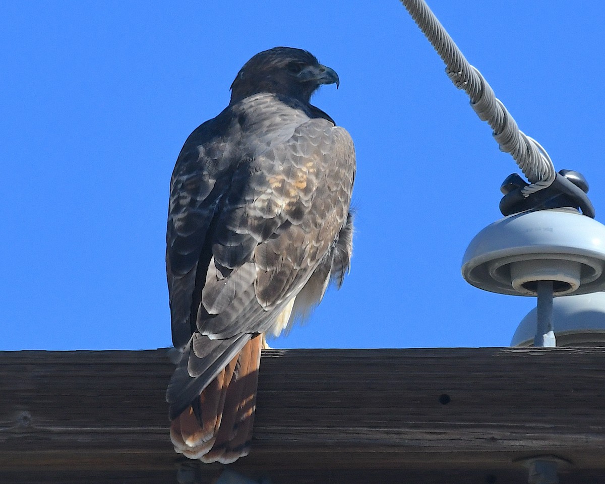 rødstjertvåk - ML644540621