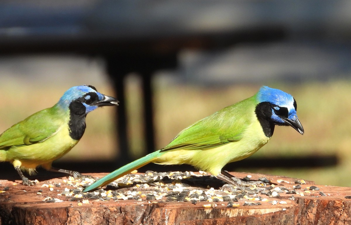 インカサンジャク - ML644540638