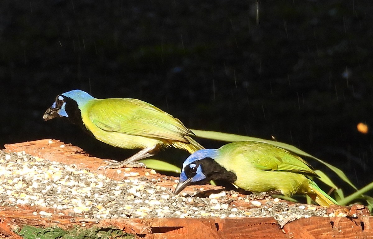 インカサンジャク - ML644540639