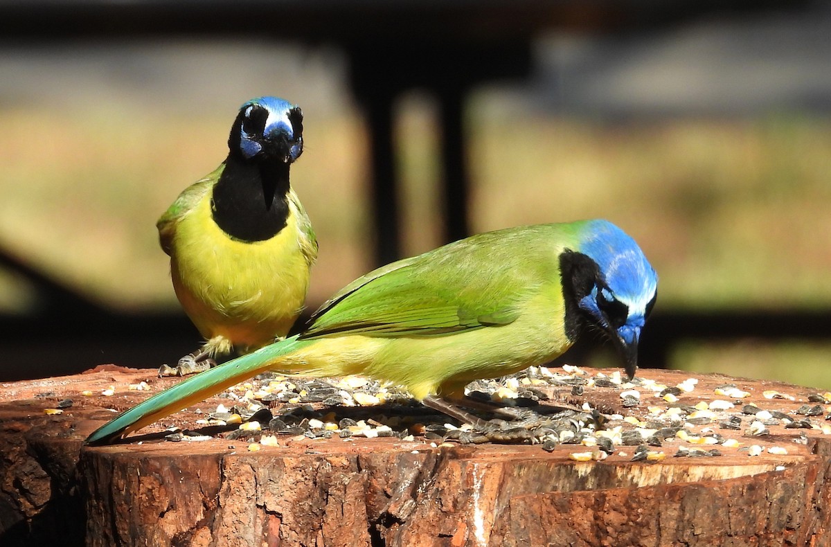 インカサンジャク - ML644540640