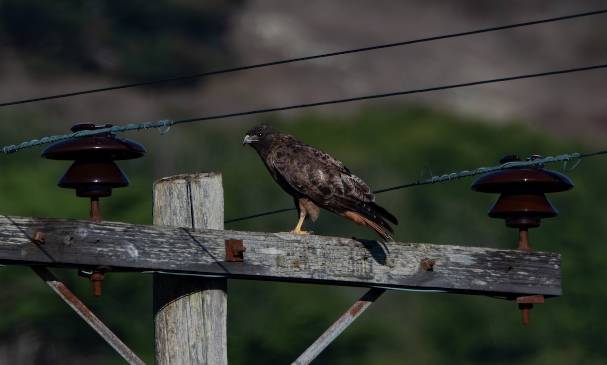 rødstjertvåk (calurus/alascensis) - ML644540648
