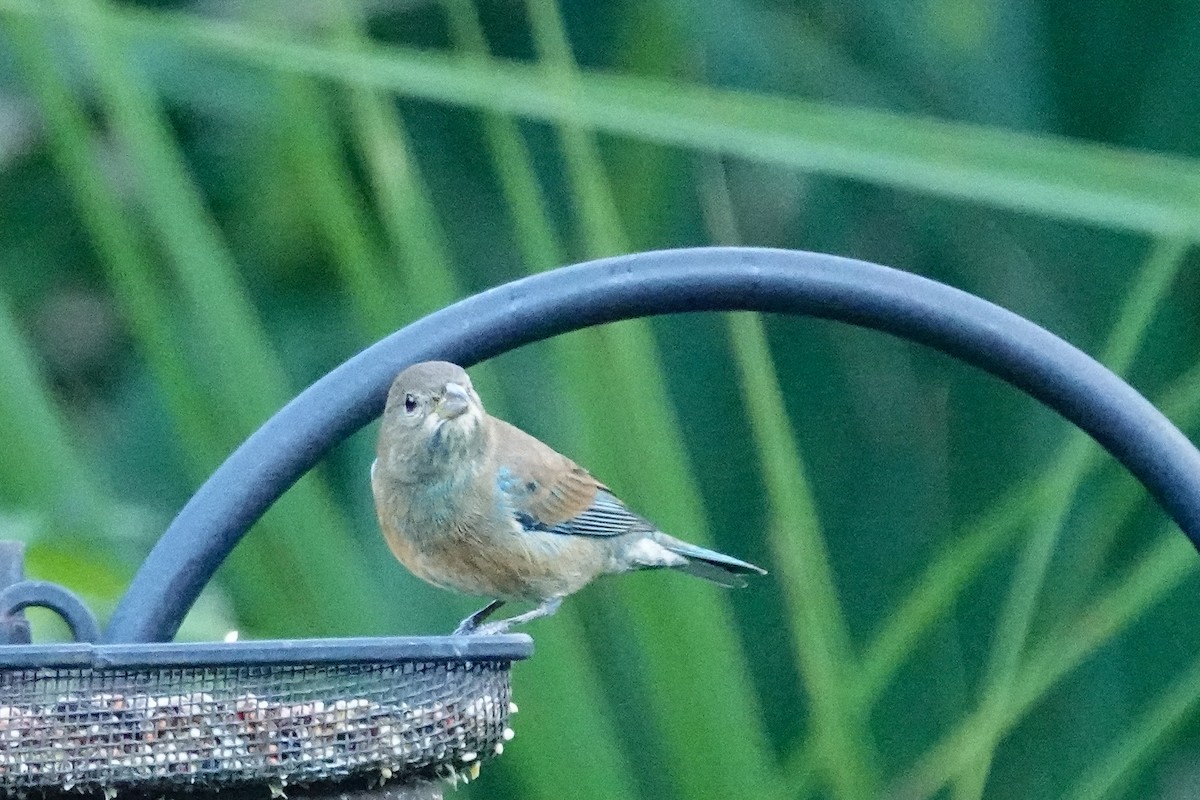 Indigo Bunting - ML644540656