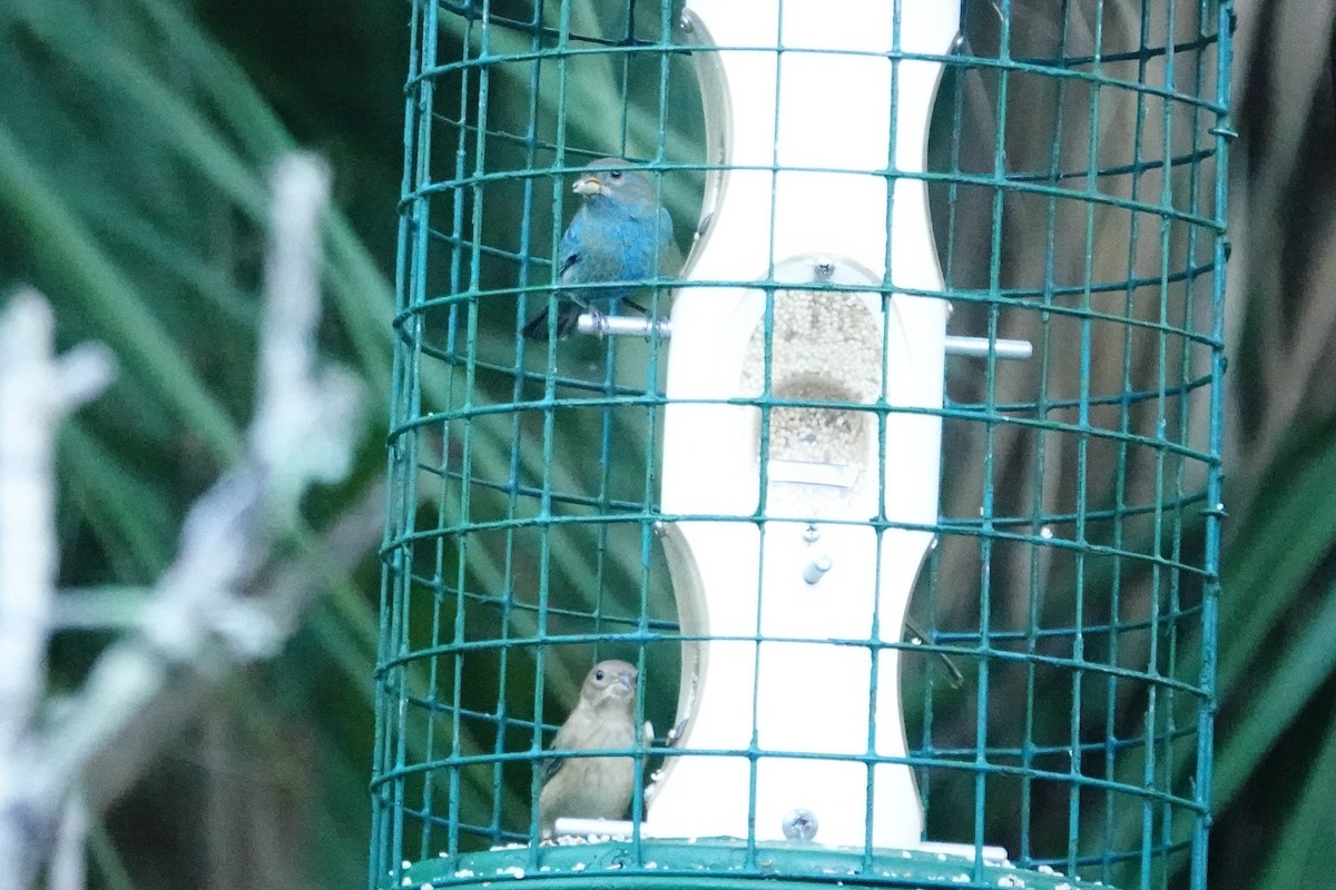 Indigo Bunting - ML644540657