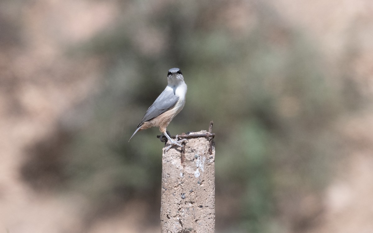 ravinespettmeis - ML644540659