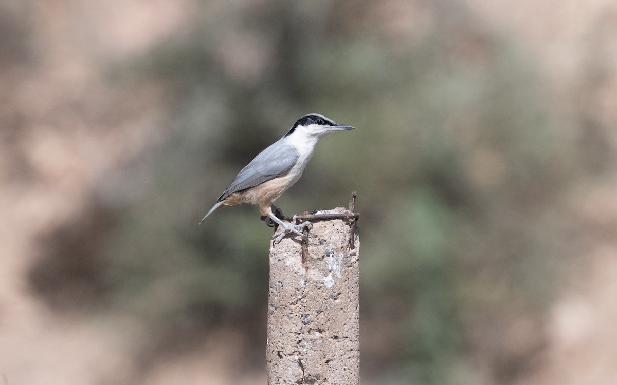 ravinespettmeis - ML644540660