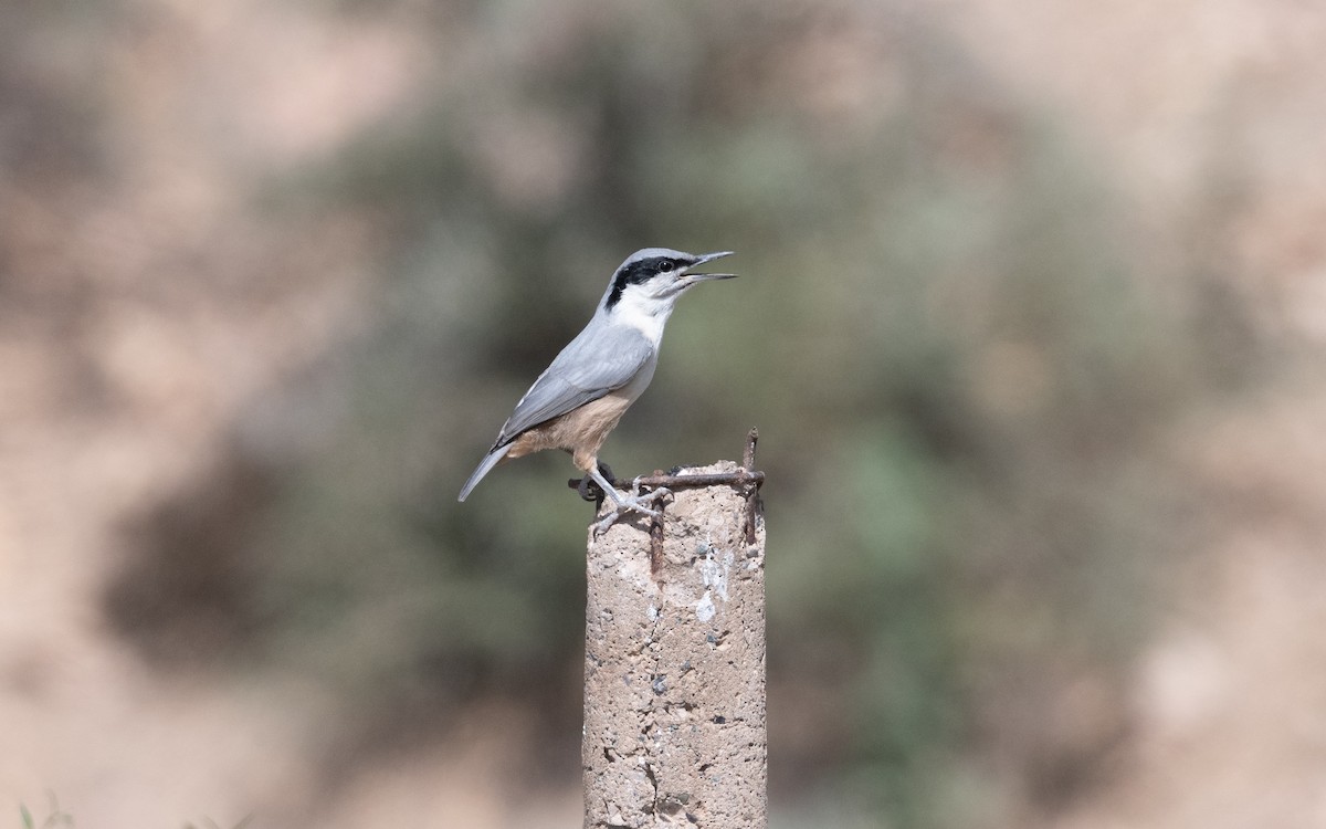 ravinespettmeis - ML644540661