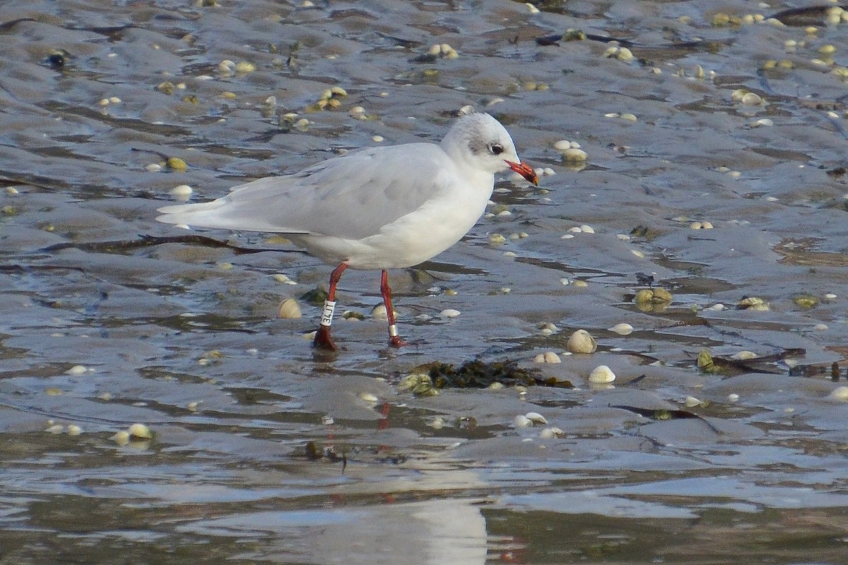 Mediterranean Gull - ML644540662