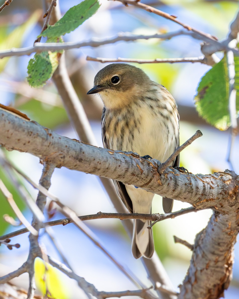 Yellow-rumped Warbler - ML644540664