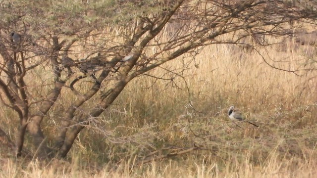 Namaqua Dove - ML644540666