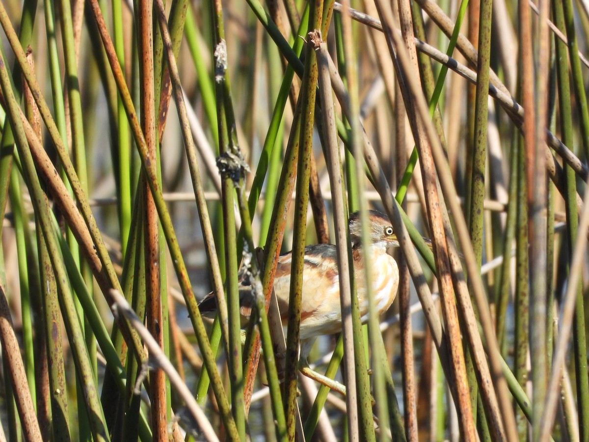 Least Bittern - ML644540668