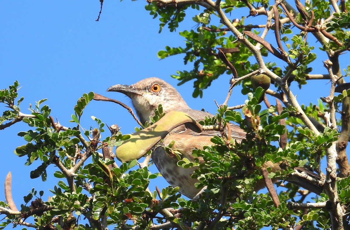 Curve-billed Thrasher - ML644540669