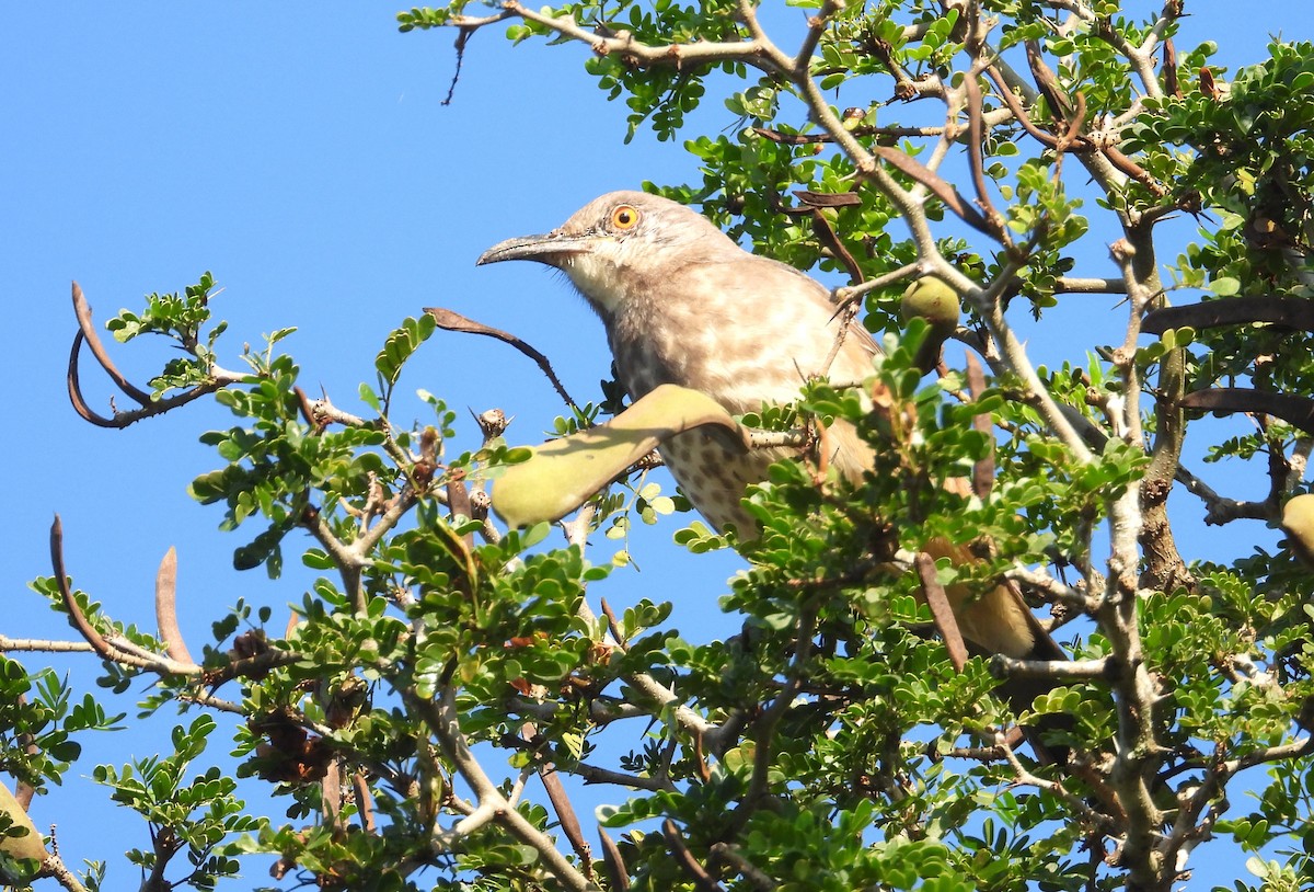Curve-billed Thrasher - ML644540670