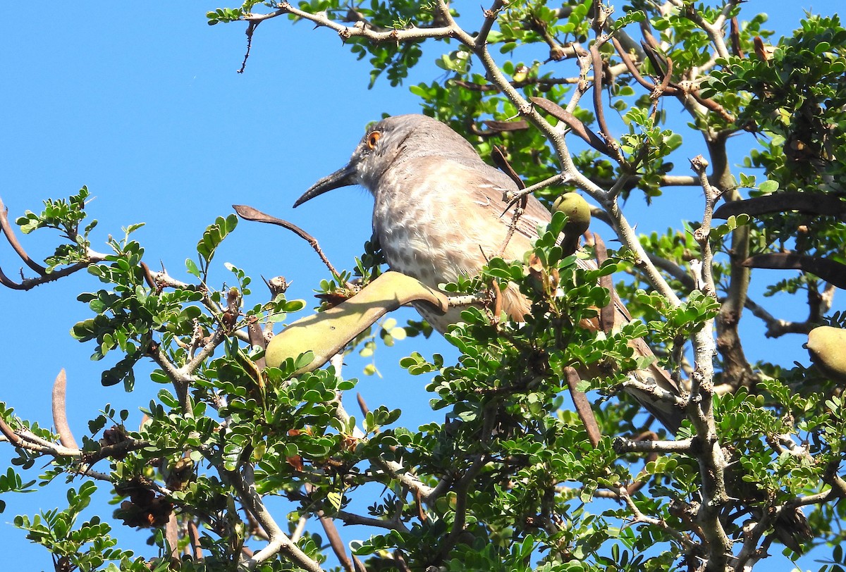 Curve-billed Thrasher - ML644540671