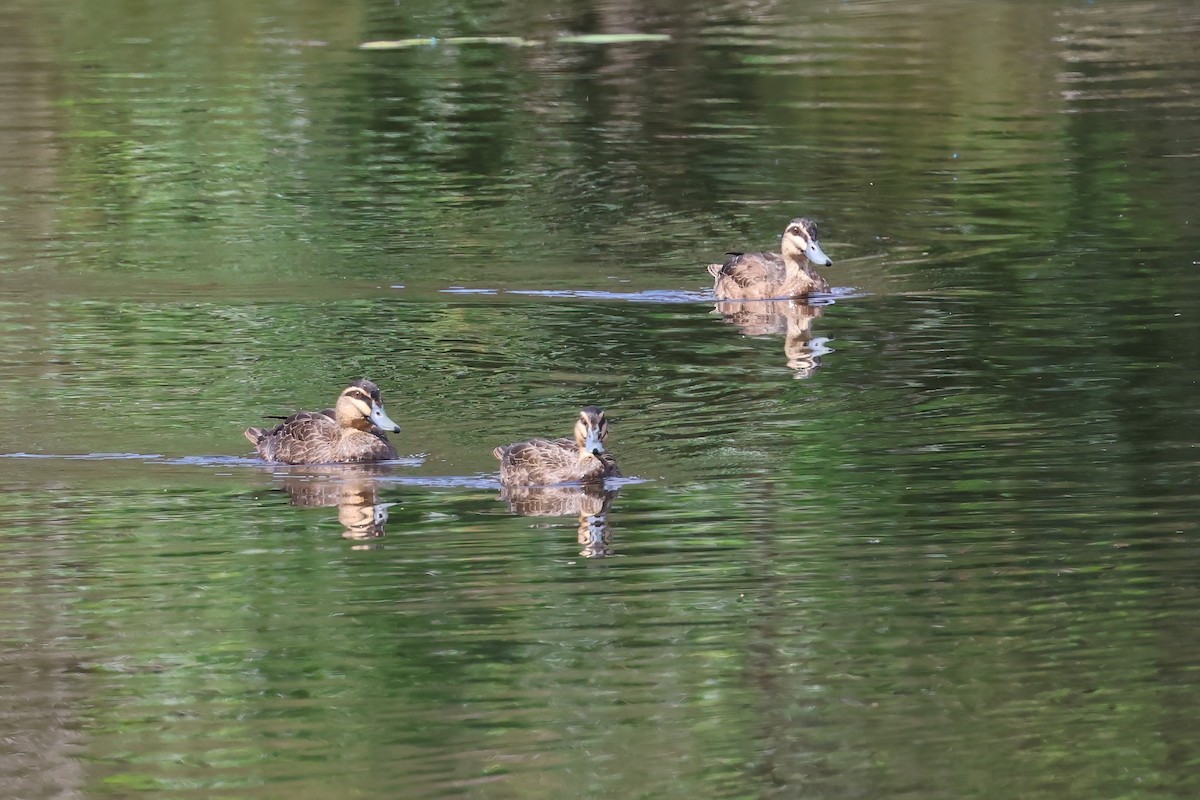 マミジロカルガモ - ML644540672