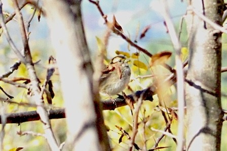 White-throated Sparrow - ML644540675