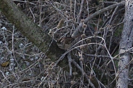 White-throated Sparrow - ML644540676