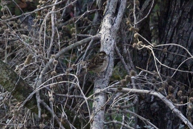 White-throated Sparrow - ML644540677