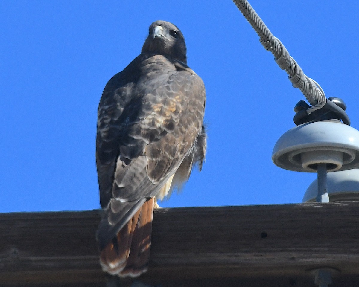 rødstjertvåk - ML644540690