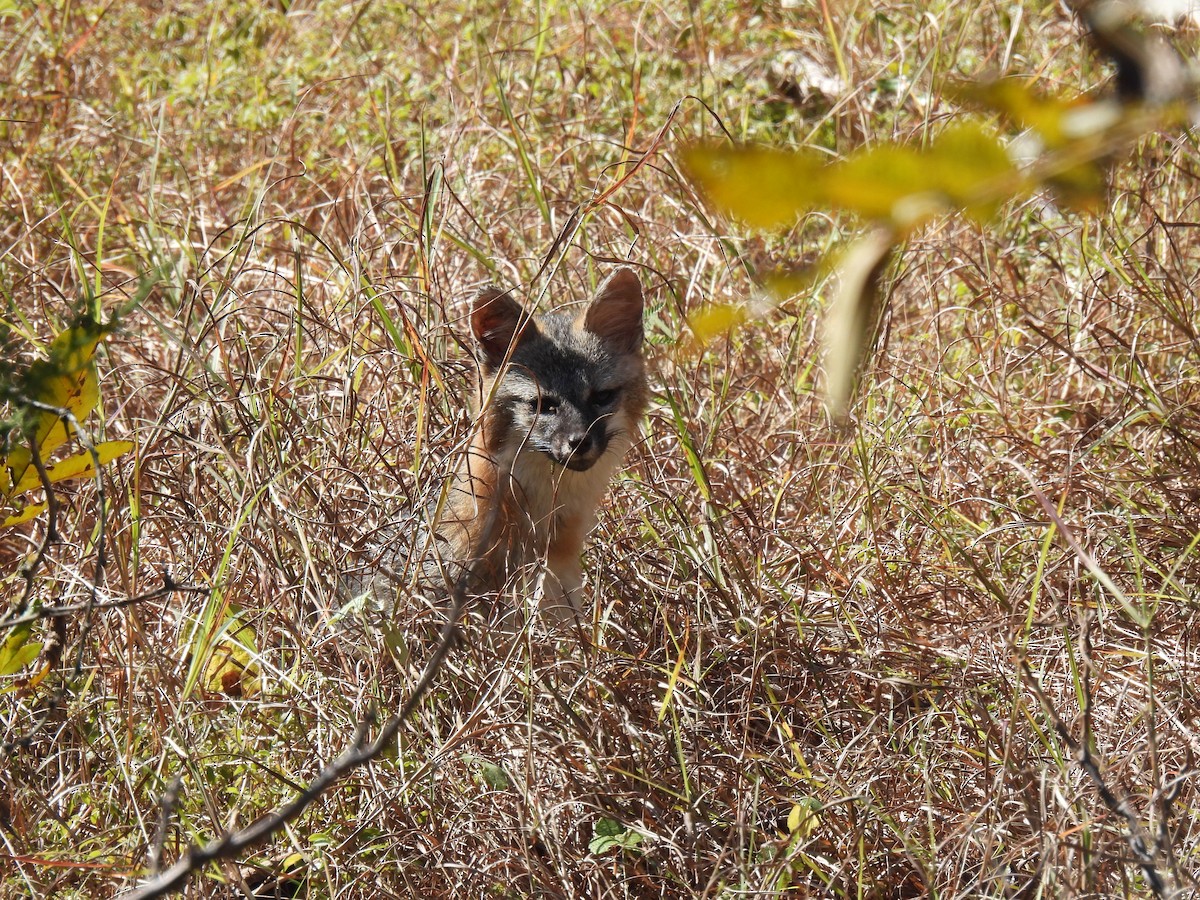 Hayvanlar - ML644540692