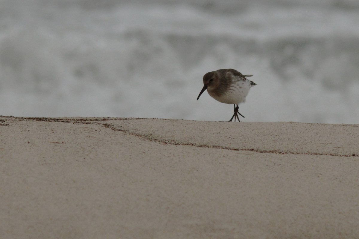 Dunlin - ML644540700