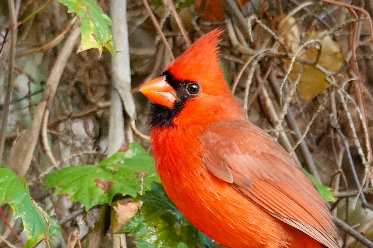 Northern Cardinal - ML644540701