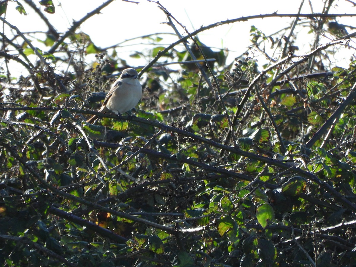 Isabelline Shrike - ML644540702