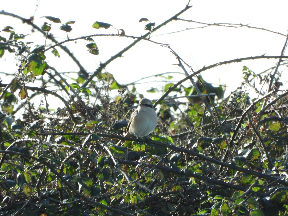 Isabelline Shrike - ML644540704